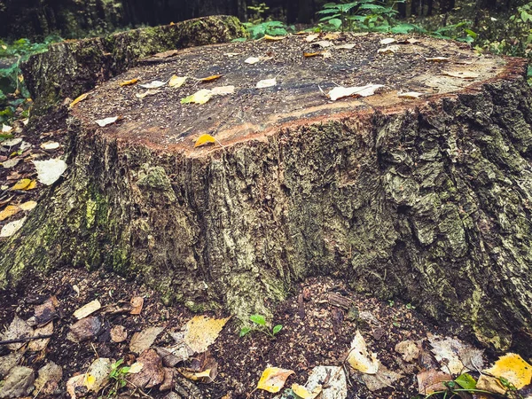 Köklü sonbahar orman yosunları.