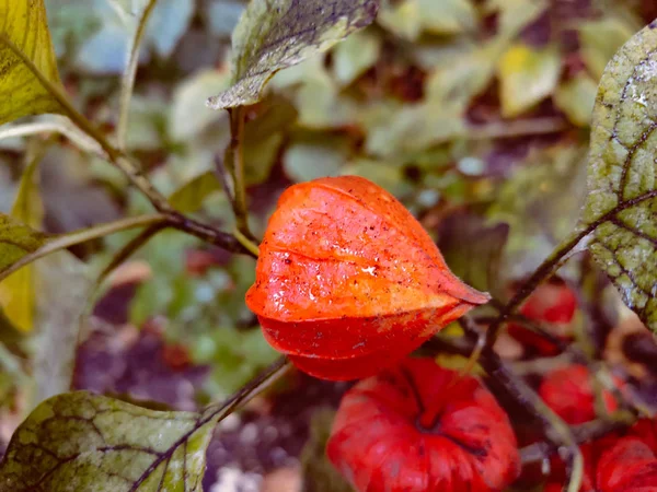 Physalis sonbahar portakal bitkisi 