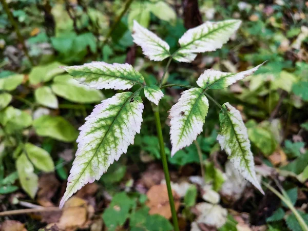 Yeşil ve beyaz bitki yaprağı