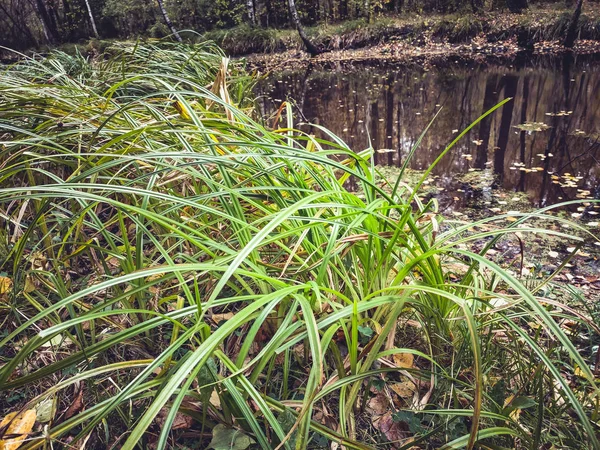 Bataklık bataklık ormanı sonbaharı