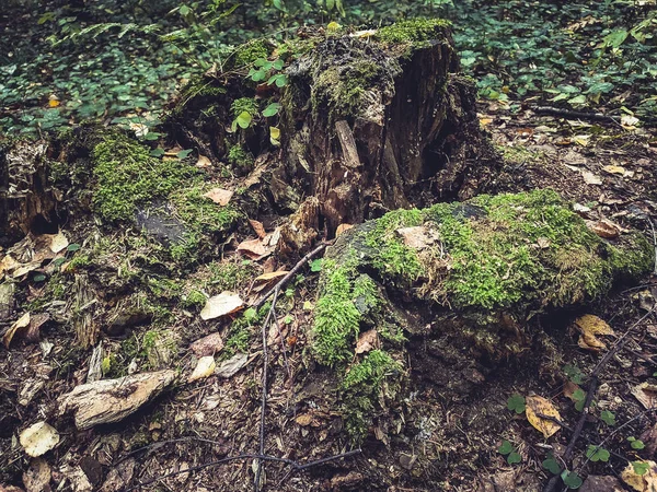 Ağaç kütüğü sonbahar orman yosunu