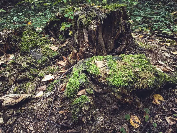 Ağaç kütüğü sonbahar orman yosunu