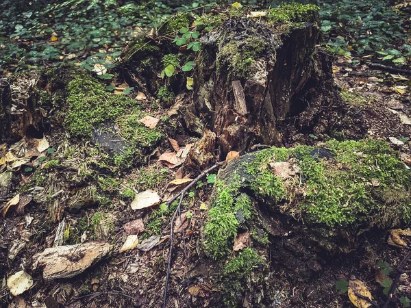 Tree Stump Autumn Wood Forest Moss — Stock Photo, Image