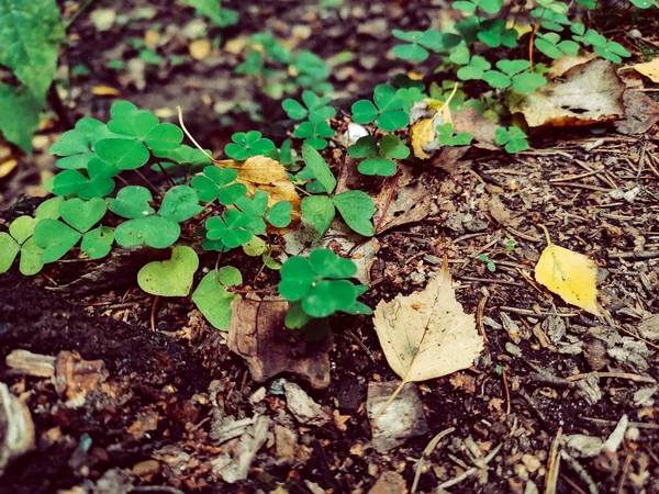Yeşil yonca güz yaprakları