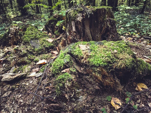 Ağaç kütüğü sonbahar orman yosunu