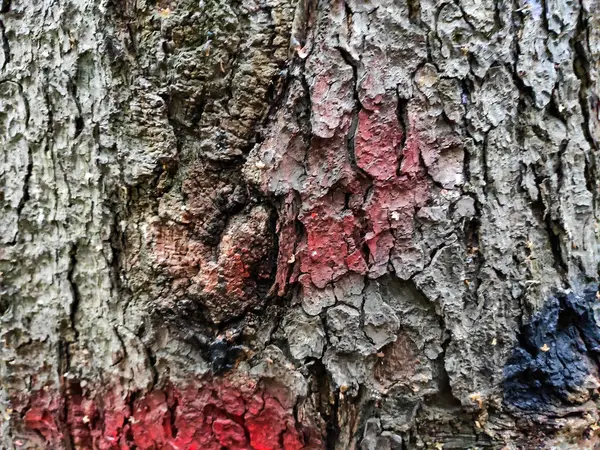 eski ağaç kabuğu arka plan dokusu