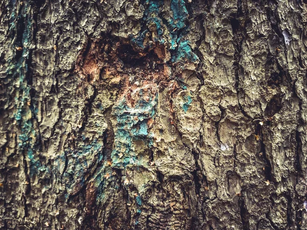 eski ağaç kabuğu arka plan dokusu