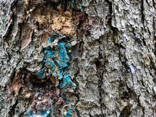 eski ağaç kabuğu arka plan dokusu