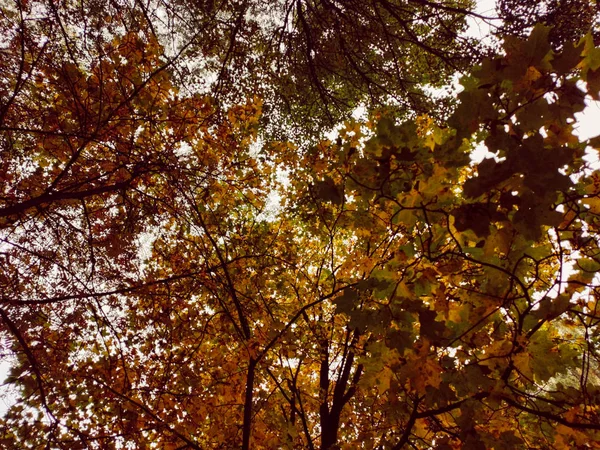 Sonbahar ağaçları portakal yaprakları