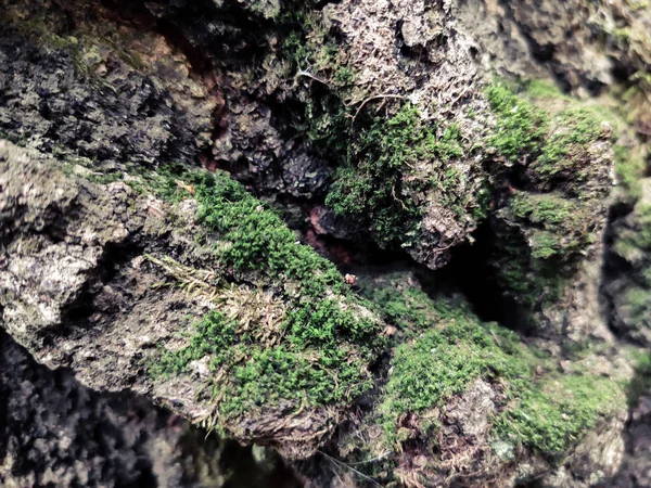 Yaşlı yosun ağacı güz mevsimi