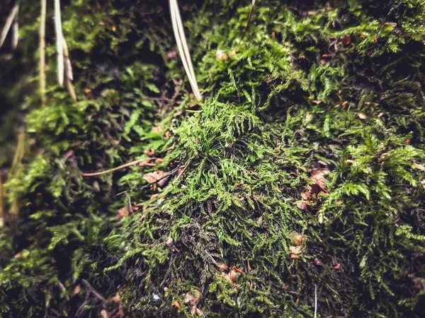 Yaşlı yosun ağacı güz mevsimi