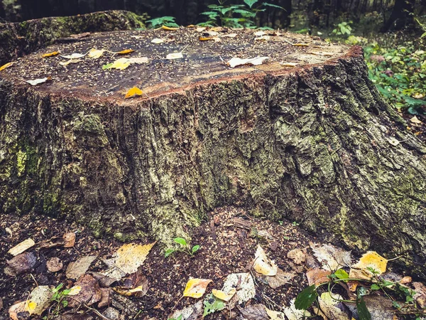 Ağaç kütüğü sonbahar orman yosunu