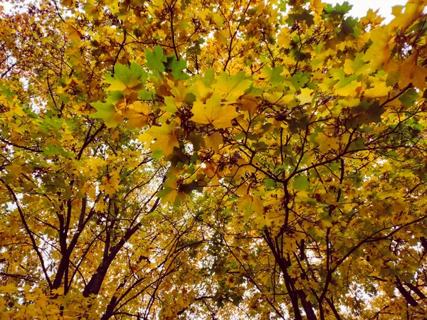 Sonbahar ağaçları portakal yaprakları