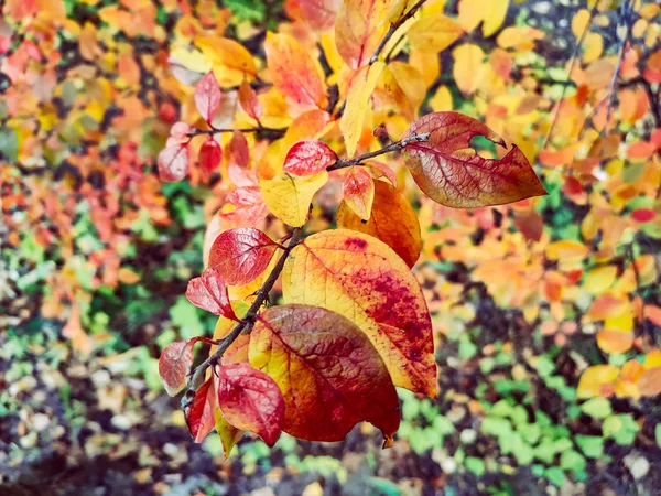 Sonbahar ağaçları portakal yaprakları