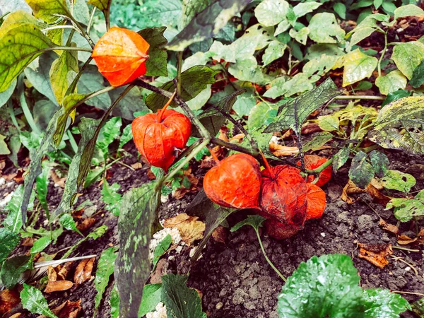 Physalis sonbahar portakal bitkisi 