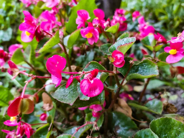 Pembe sonbahar parlak çiçeği