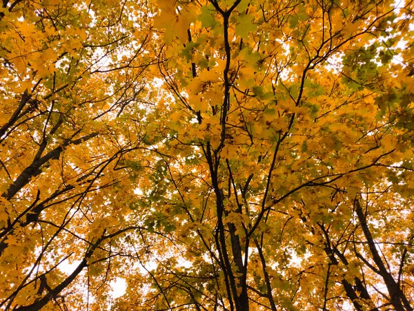 Sonbahar ağaçları portakal yaprakları