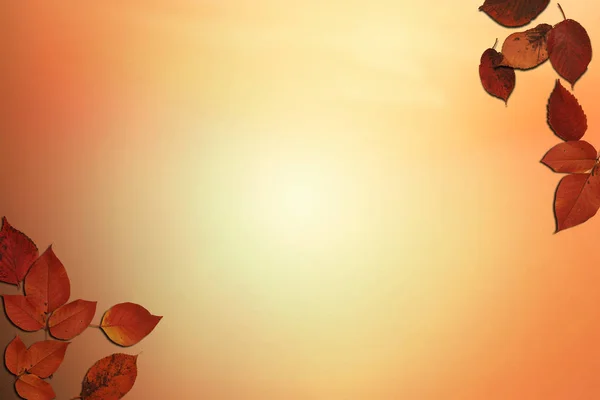 Mercan sonbahar arkaplan kartı turuncu