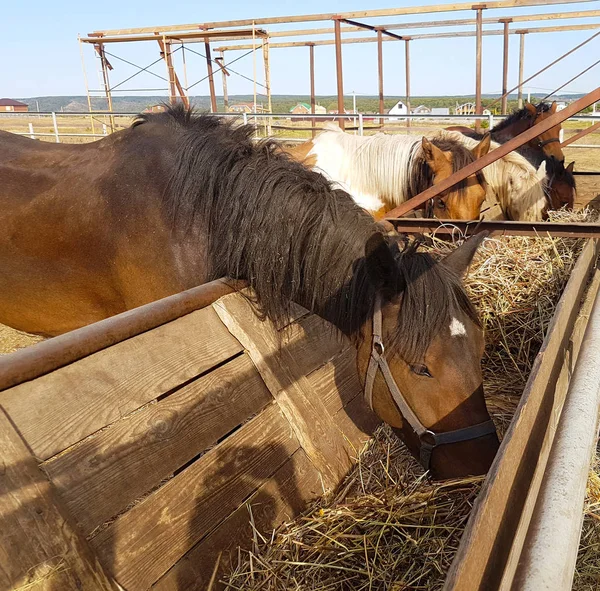 Horses in a horse club eating hay in sunny day. Portrait of a brown horse outdoors