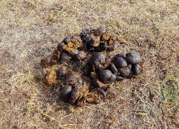 Horse Shit Dung Dry Grass — Stock Photo, Image