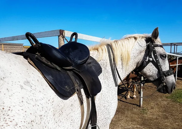 Leren Zadel Met Gordels Rug Van Een Paard — Stockfoto
