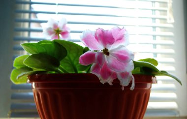 Pencerenin arka planındaki pencere perdeleri kapalı pembe menekşe.