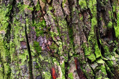 Ormanda yağmurlu bir günde yosun kaplı büyük bir ağacın kabuğu.