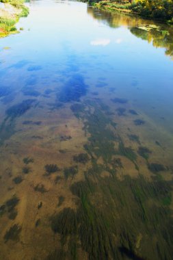 Güçlü bir akıntıda sığ bir nehir ve kıyılarda bir orman 