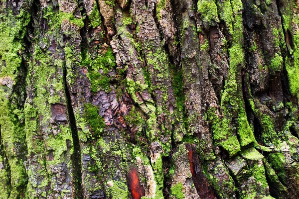 Kora Dużego Drzewa Pokrytego Mchem Deszczowy Dzień Lesie — Zdjęcie stockowe
