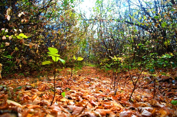 Outono Caminho Parque Coberto Com Folhagem Amarela Árvores — Fotografia de Stock