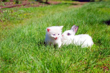 Küçük bir kedi yavrusu ve yeşil çimlerin üzerinde küçük bir tavşan. Beyaz kedi yavrusu. Beyaz benekli tavşan.