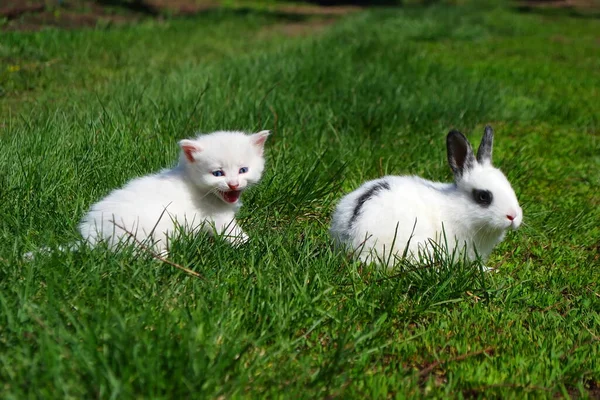 Liten Kattunge Och Liten Kanin Det Gröna Gräset Vit Kattunge — Stockfoto