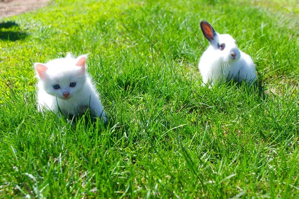 Malé Koťátko Malý Králík Zelené Trávě Bílé Kotě Bílý Tečkovaný — Stock fotografie