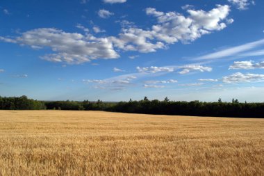 Yazın güneşli bir günde, bir buğday tarlasının üzerinde mavi gökyüzünde beyaz bulutlar
