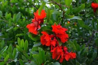 Baharda yeşil yaprakların arka planında çiçek açan nar ve meyve yumurtalıkları.