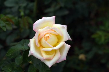 Bahçedeki güller yağmurdan sonra damlalar yapraklara damlıyor