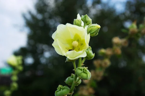 Jasnożółty Kwiat Malwy Ogrodzie Latem Słoneczny Dzień — Zdjęcie stockowe