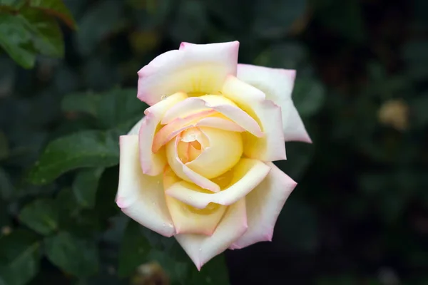 Roses Dans Jardin Après Pluie Avec Des Gouttes Sur Les — Photo