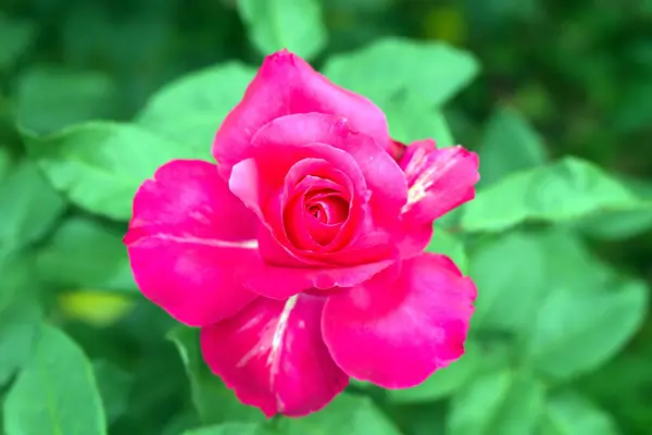 Roses Dans Jardin Après Pluie Avec Des Gouttes Sur Les — Photo