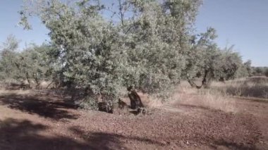  Alan zeytin ağaçları Jaen, yumuşak kamera hareketi 4 k yakınındaki