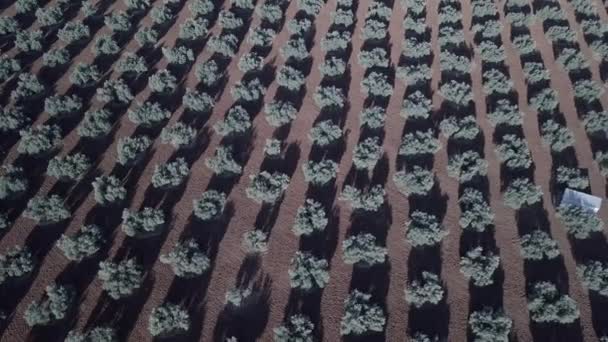 Air View Field Olive Trees Jaen Spain — Stock Video