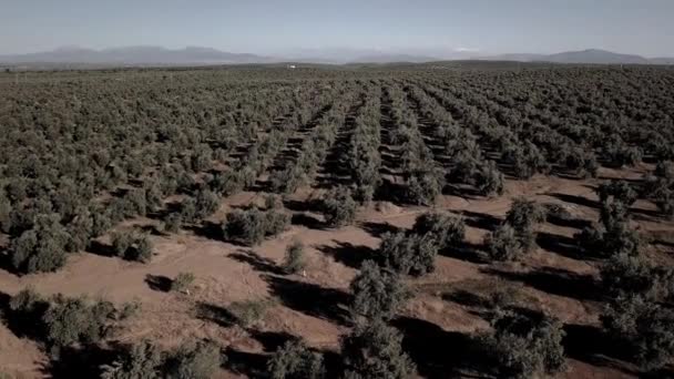 Air View Field Olive Trees Jaen Spain — Stock Video