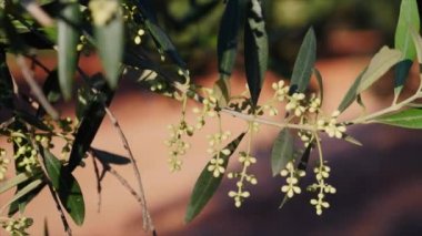 Zeytin dalı bahar, yumuşak odası hareketin gitmek üzere çiçek