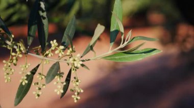 Zeytin dalı bahar, yumuşak odası hareketin gitmek üzere çiçek