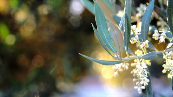 Оливковые Ветви Цвету Собираются Уходить Весной Движение Мягкой Камеры — стоковое видео