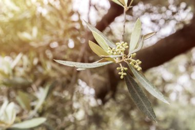 Bir dalın çiçekli bahar, Endülüs, İspanya sırasında zeytin ağacının ayrıntı