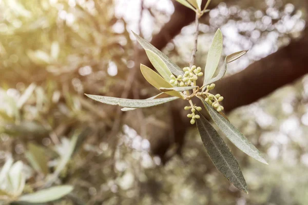 Detalle Una Rama Olivo Floración Durante Primavera Andalucía España — Foto de Stock