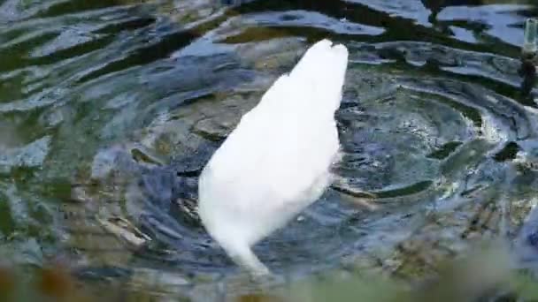 스페인의 연못에서 — 비디오