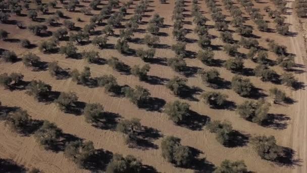 Campo Oliveiras Com Vista Aérea Perto Jaen Espanha — Vídeo de Stock