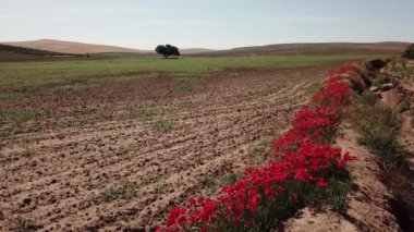 Jaen, İspanya yakınındaki kırmızı haşhaş ile tarım alanının havadan görünümü
